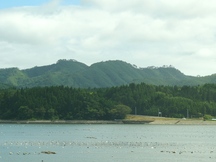 無数の養殖用ブイが浮かぶ穏やかな湾の先に、濃い緑の森林とその間を通る道路が見え、後方には山々が連なる風景の写真
