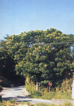 道を覆うように黄緑色の葉が生い茂っているモクゲンジの写真