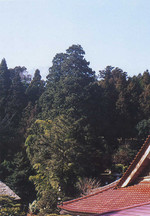 赤い瓦屋根の建物越しに広がる、青空の下の緑豊かな二本のアスナロの写真