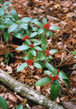 落ち葉が積もる林の中で赤い実をつけた緑の葉のミヤマシキミの写真