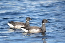 青い水面を二羽の黒と白の模様を持つコクガンが並んで泳ぐ写真