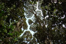 暗い葉と枝の間から、まるで雷の形のように開いた白い空の隙間が見える、林冠の割れ目現象（クラウン・シャイネス）を下方から捉えた写真