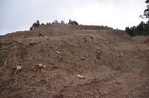 斜面となっている茶色い土の山肌に、伐採された木々の切り株が点在し、上部と奥には針葉樹林の木々が残っている様子の写真