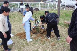 キンモクセイの苗を植樹する児童の様子2