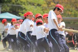 4,5,6年生の綱引き競技の様子