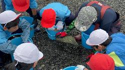 干潟で生き物を採取する児童の様子