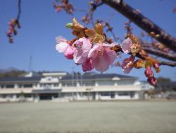 3月23日（月曜日）校庭の桜が開花しました。