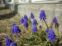 理科室前にひっそりと咲いていたムスカリ