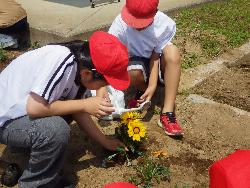 花壇に花の苗を植える子供たちの様子2