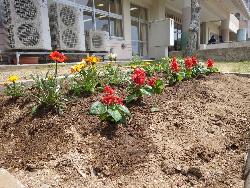 花の苗を植え終わった花壇の様子
