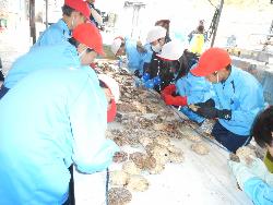 ホタテの説明を受けた後、一つ一つ丁寧に作業に取りかかる子供たちの様子