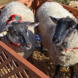 柵の中にいる2匹の羊を写した写真