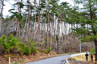 舗装された山道の両側に高い松などの木が立ち並ぶ、開発前の山林の状態を撮影した写真