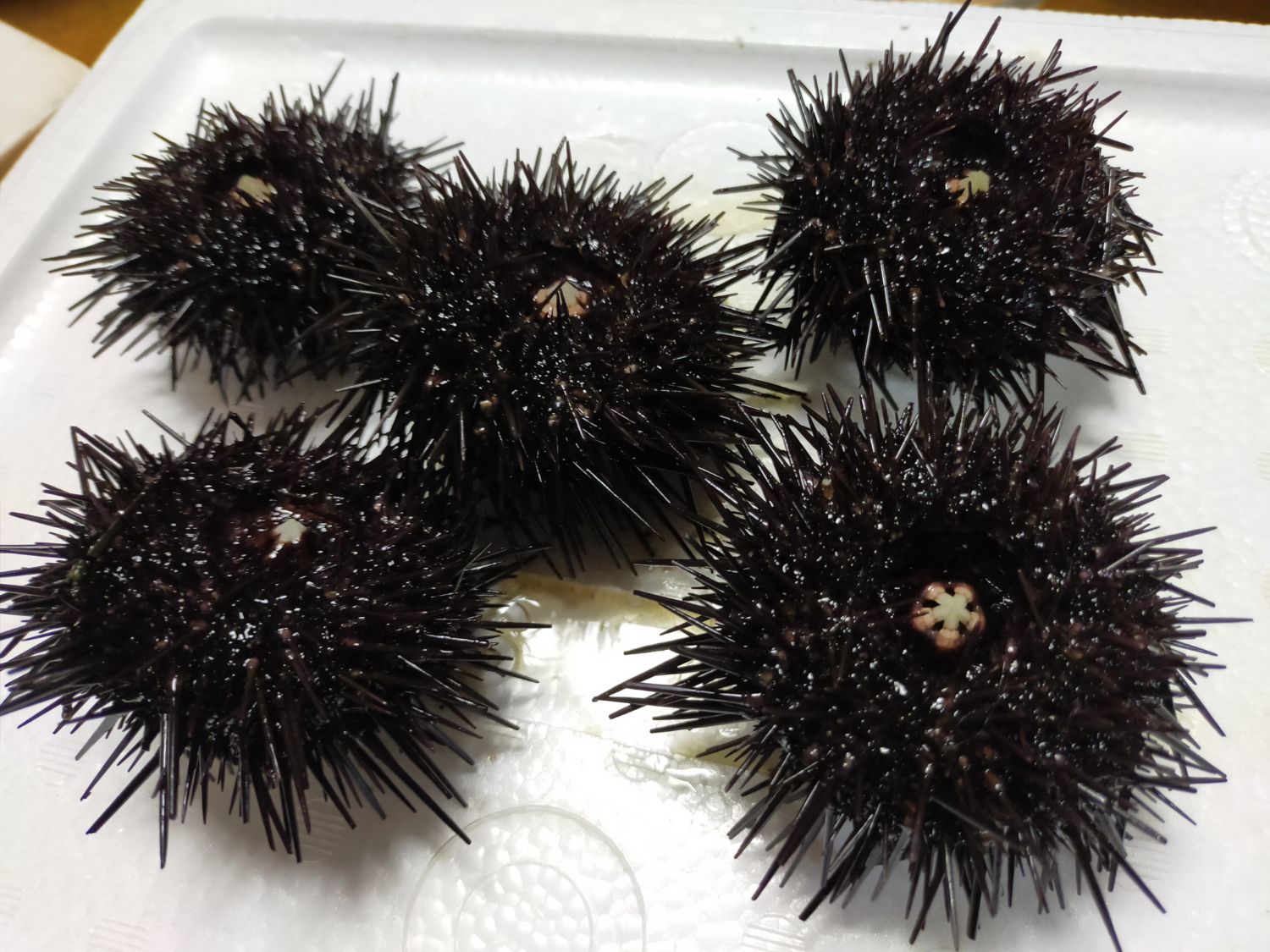 発泡トレーの上に黒い棘のある丸々としたウニが5つ並べられており、生の状態であることがわかるウニの写真