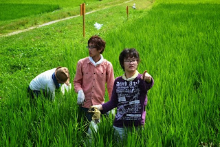 背の高い青々とした稲の中で数人の若者が農作業をしている様子を写した写真