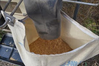 籾（もみ）が脱穀機から出て、袋に入っているところの写真