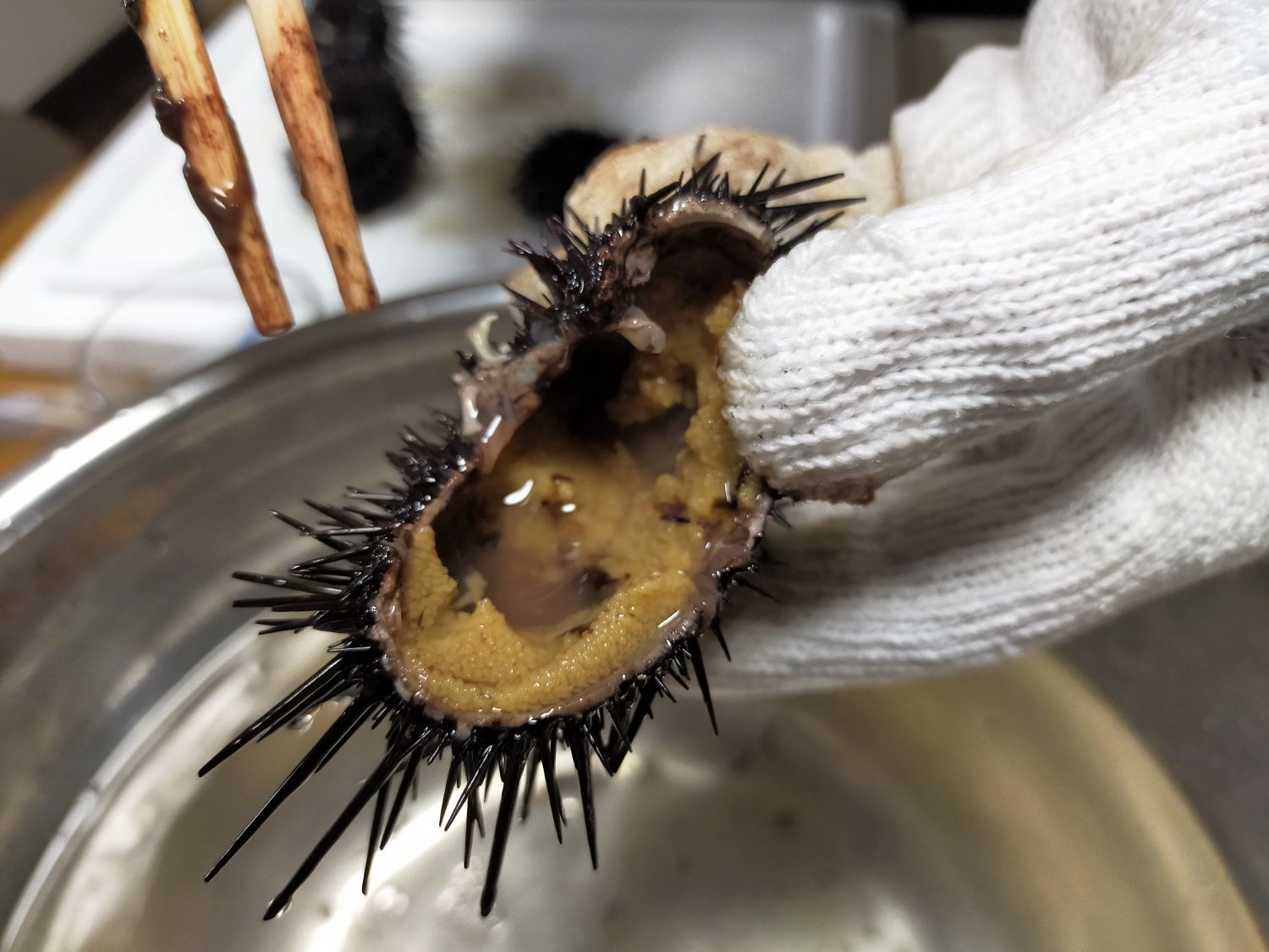 軍手をした手で半分に割ったウニを持っており、中の黄色いウニの身が見えている様子の写真