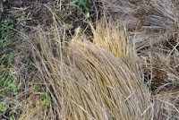 脱穀機にかけられた後の稲束をまとめて置いている状態の写真