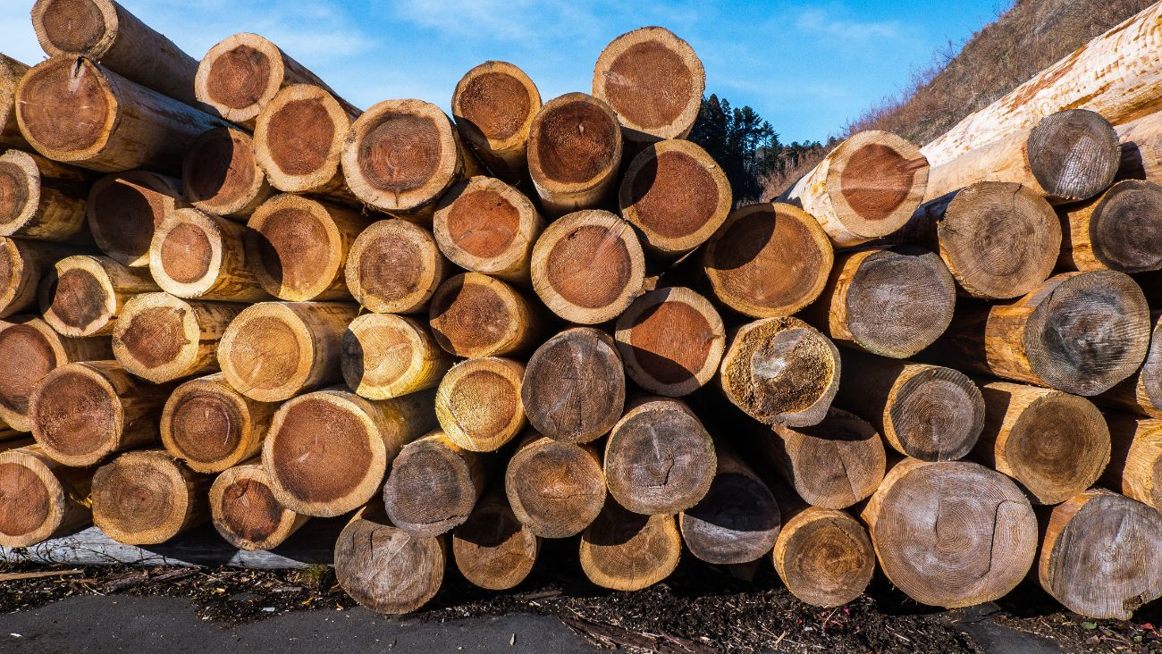 青空の下に丸太が何段にも積まれ、年輪が並んで見える写真
