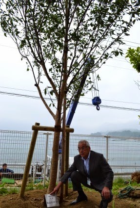 海を背景に支柱で支えられた木の横に座ったスーツ姿の男性が、白い看板を桜の木の根元に置いている写真