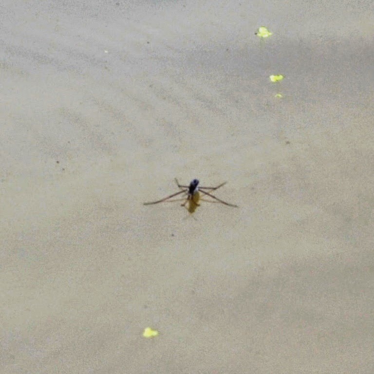 水面に浮かんでいるアメンボが足を広げて水の中で泳いでいる写真