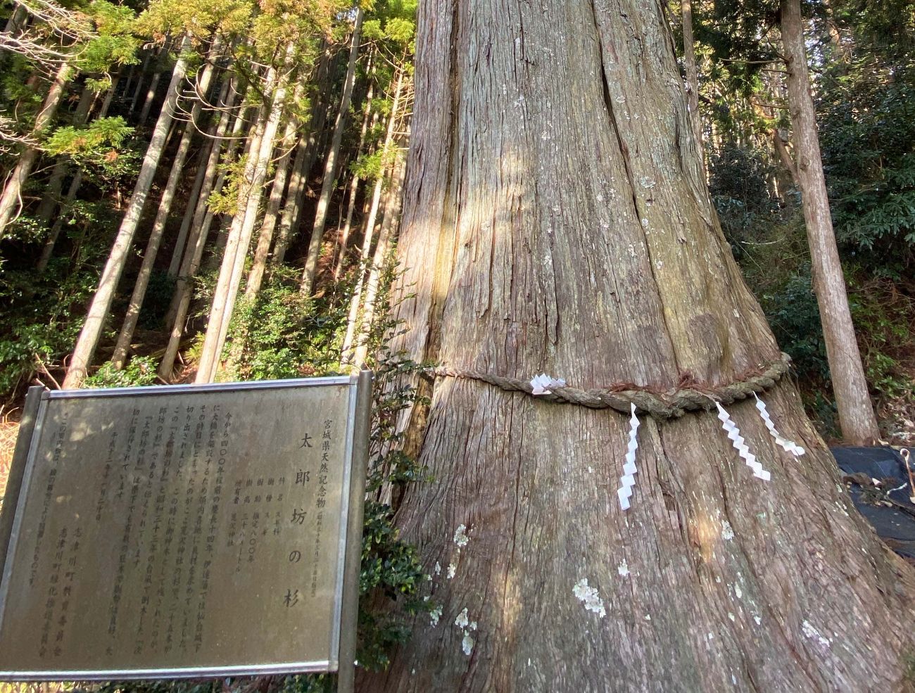 「太郎坊の杉」と書かれ由来を記した案内板が設置されている傍に、注連縄が巻かれた大きな杉の木が立っている写真