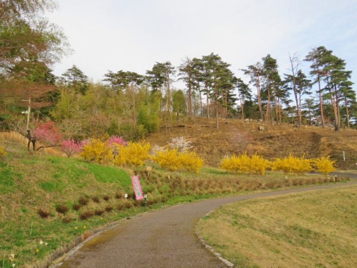 奥の斜面には背の高い松の木が立ち並び、なだらかな丘の右に向かってカーブする遊歩道沿いに、黄色やピンクの春の花が咲いた木々が並んでいる写真