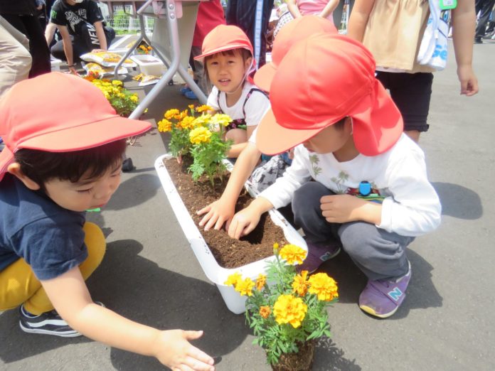屋外で赤い帽子を被った子どもたちが、真剣な表情でオレンジや黄色のマリーゴールドの苗を白いプランターに植えている様子の写真