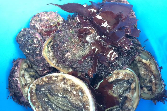 青いバケツの中に、数個のアワビが入っている写真