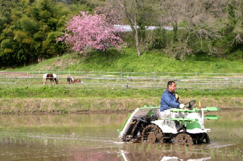一人の男性が田植え機を運転し、水が張られた田んぼに苗を植えている様子捉えた田植えの写真