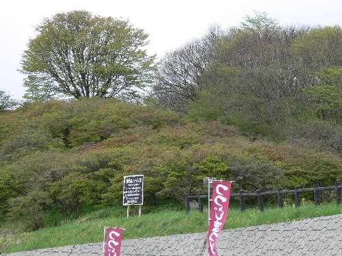 石積みの擁壁の上に新緑の木々が覆い茂る丘があり、手前に「つつじまつり」と書かれた幟が立っている風景写真