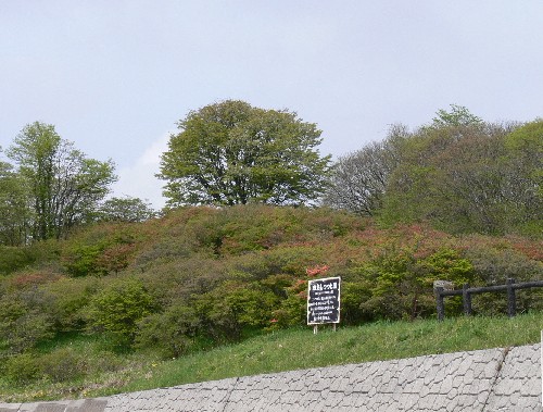 石積みの擁壁と黒い柵が手前を横切り、その上に新緑の木々や開花し始めたつつじがみえる田束山ツツジ状況の写真