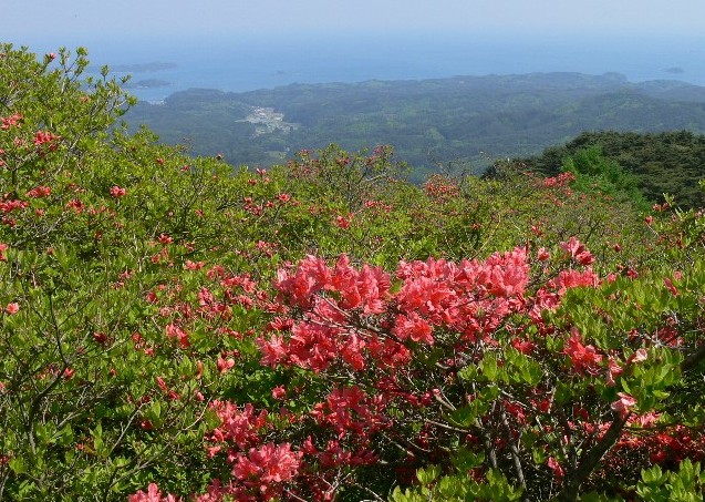 手前の斜面いっぱいに真紅のツツジが緑の葉とともに咲き誇り、その奥には青い海と緑の山々、そして小さな集落が見下ろせる、高所からの田束山の写真