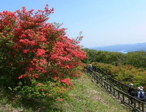 真紅のツツジが左手前で咲き誇る丘の上の散策路で、木製の柵に沿って数人が歩いている晴れた日の田束山の写真