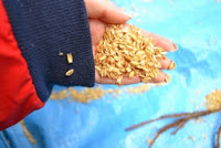 稲の籾殻を手のひらに載せて見せている写真