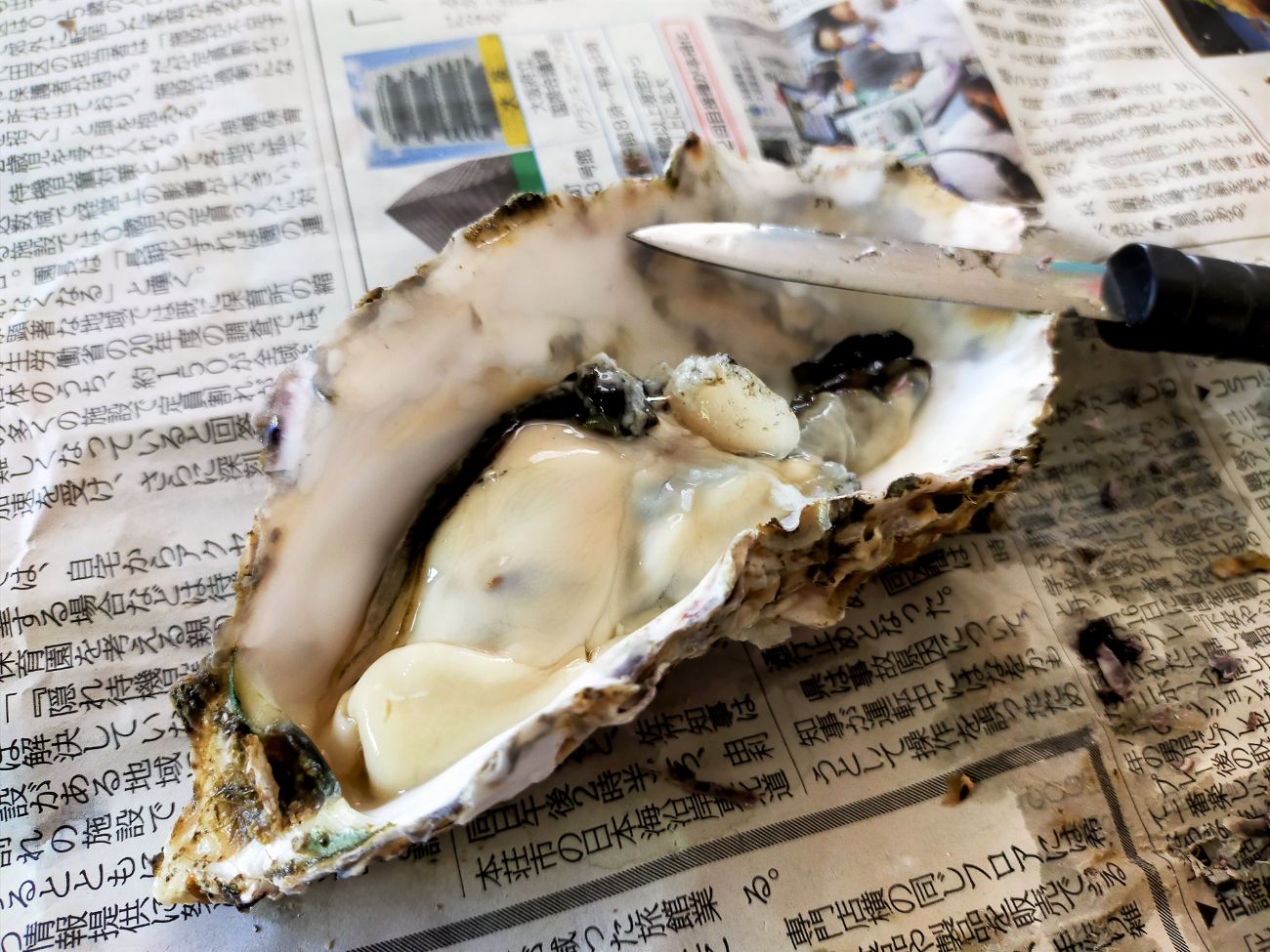 殻を開いた新鮮な牡蠣が新聞紙の上に置かれ、横に牡蠣ナイフも置かれている様子の写真