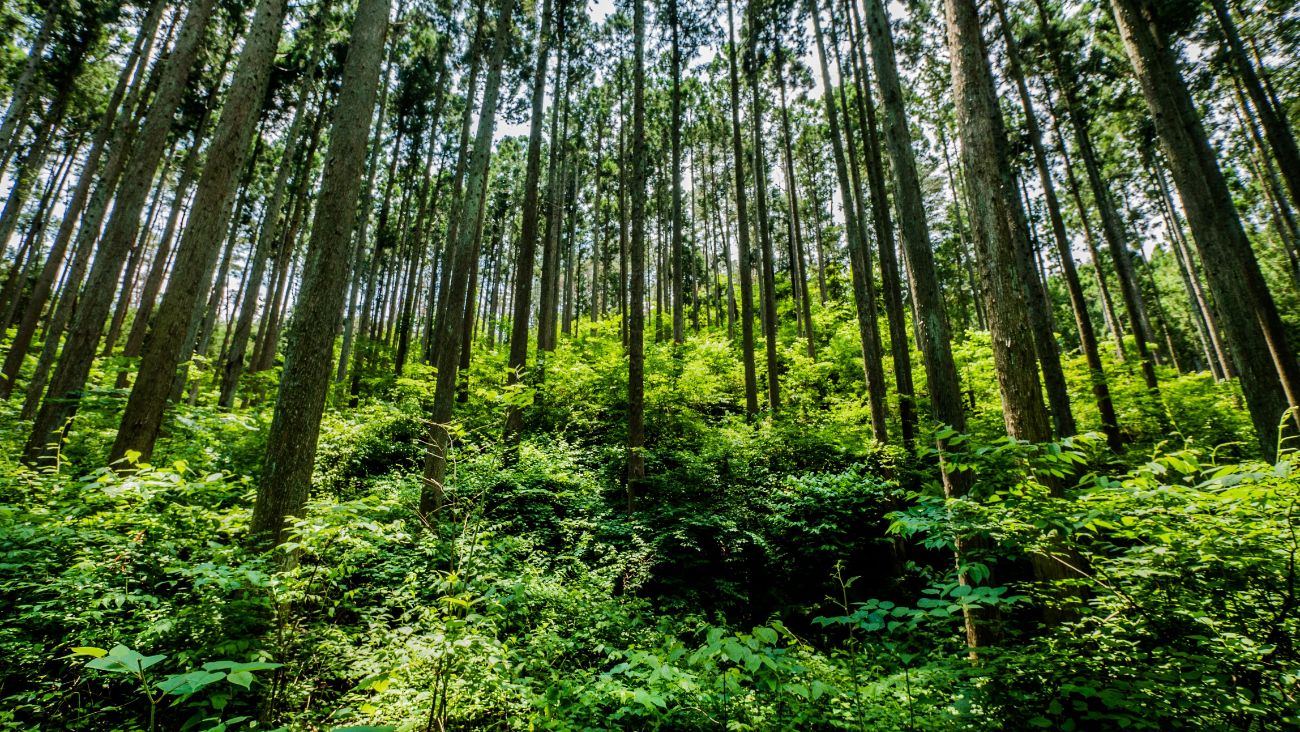 青々とした下草と真っ直ぐに伸びる杉の木々が広がる森林の写真