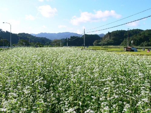 山々の緑と青空を背景に、一面に白くて小さな花をつけたソバ畑が広がっている風景写真