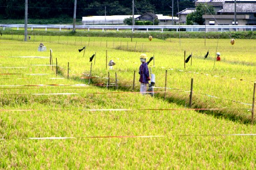 緑の稲穂が実り始めた広大な水田の中に、畑を囲むように柵とひもが張り巡らされ、数体の案山子と鳥よけの黒い布が設置されている写真