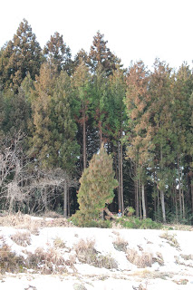 高い針葉樹が背景に並び、中央には伐採された木が横たわっている立木伐採の写真。