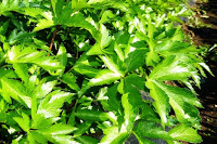 黄緑色のギザギザした葉が茂っている写真