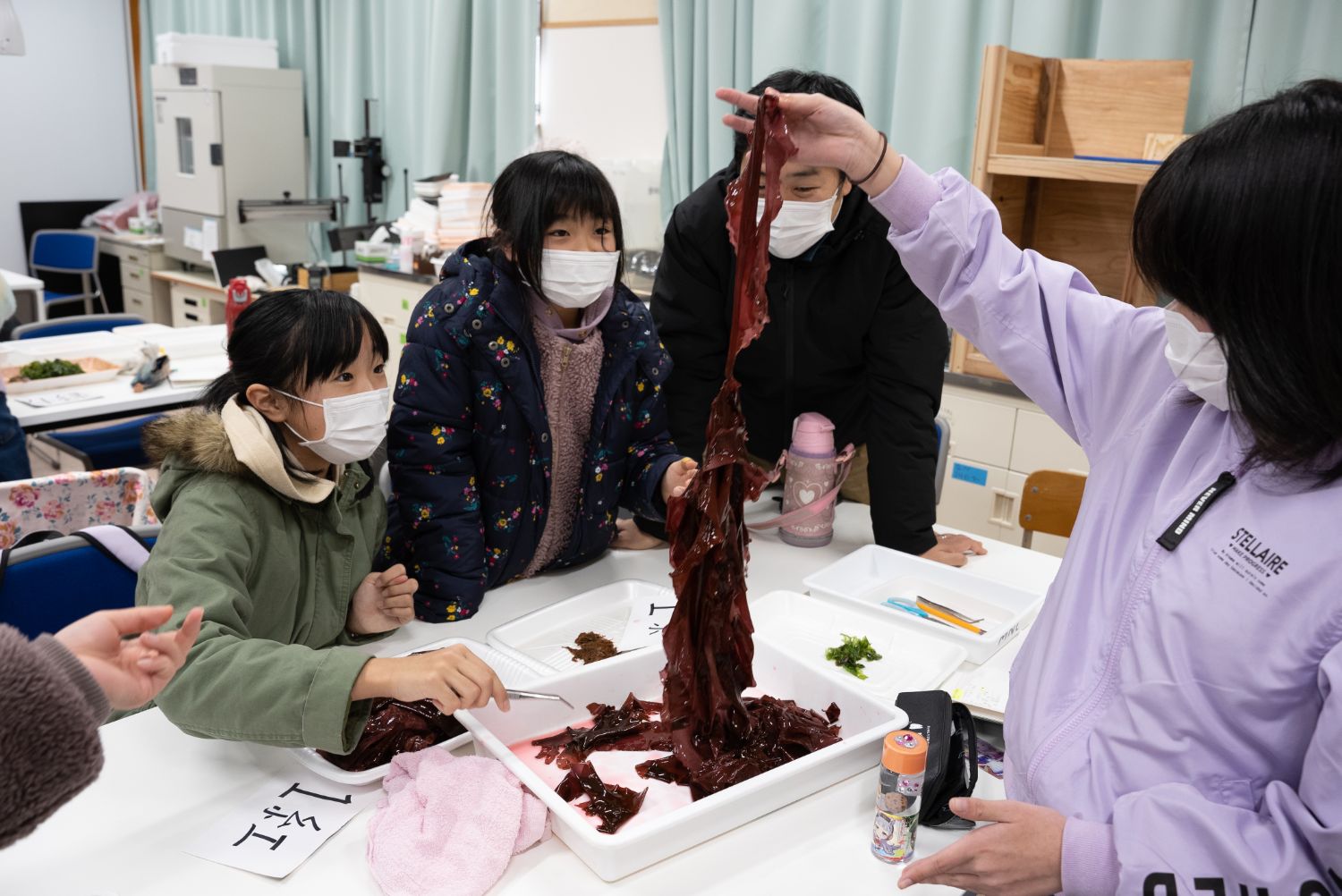 子どもたちが海藻を観察しながら、手で持ち上げたり、トレーに並べたりしている写真