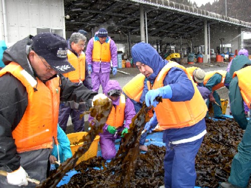雪が降る寒い気候の中、オレンジ色の救命胴衣と作業服を着た漁業関係者たちが、茶褐色のワカメを広げ、手作業で選別や加工を行っている様子の写真