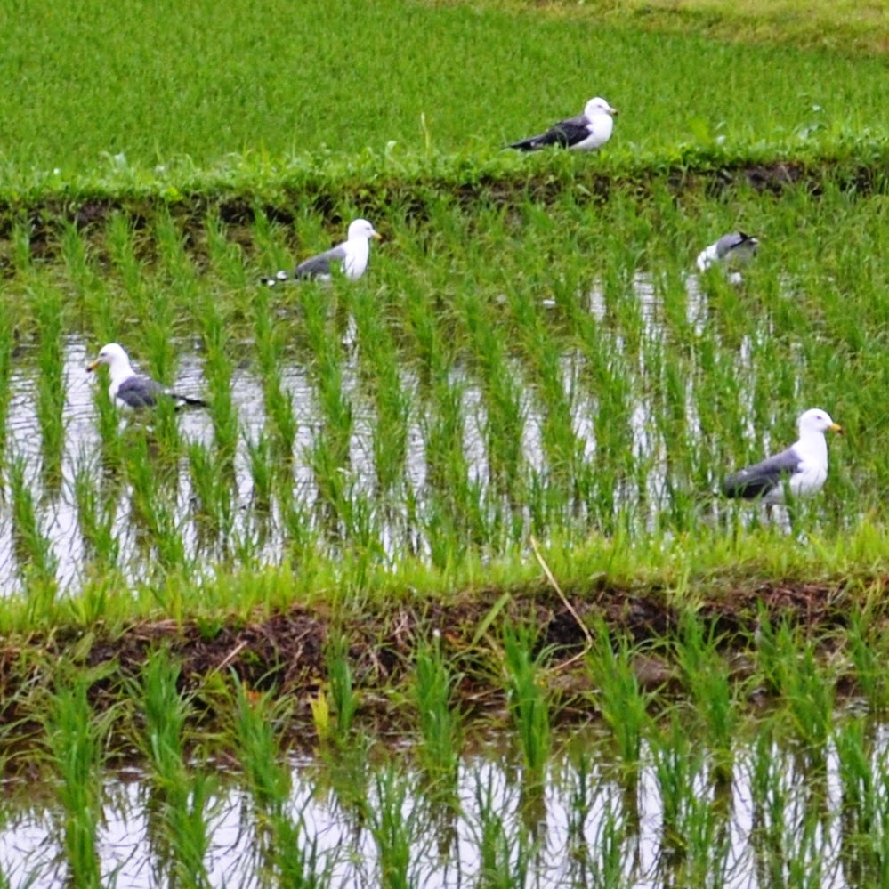 緑の稲が育つ田んぼの水の中に、何羽ものカモメが歩いたり、立ち止まって餌をついばんでいる写真