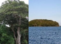 左：高木で緑の葉が生い茂っているタブノキの写真 右：海の中に浮かんでいる小島（椿島）の写真