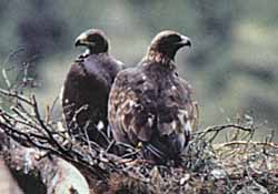 茶褐色の二羽のイヌワシが木にとまって、左右を見ている写真