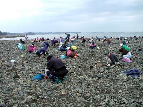 海岸線に沿って大勢の人々がしゃがみこみ、浜辺で潮干狩りを楽しんでいる様子の写真