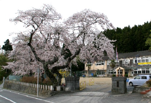 立派な枝ぶりの桜の木が満開に咲き誇り、その奥に校舎と広い校庭が見える学校の正門の写真