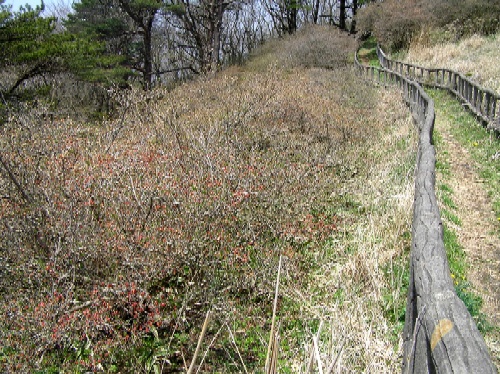 まだ緑の葉もなく蕾の状態のツツジが遊歩道の脇に並んでいる様子を撮影した写真
