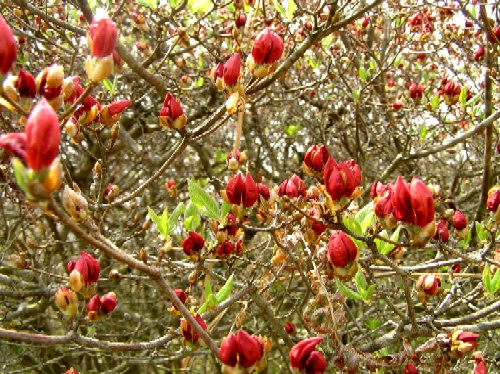複数の赤色のツツジの蕾が固く閉じ、ごく一部の蕾の近くには新緑の葉が開き始めている、まもなく開花する直前の様子を捉えたクローズアップ写真